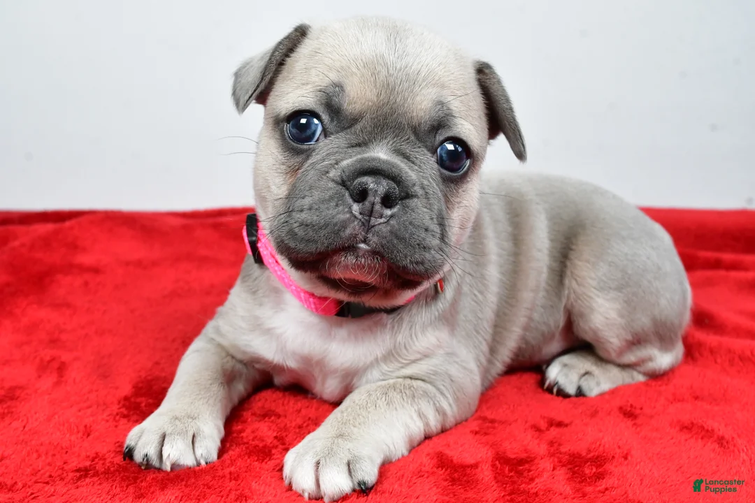 Mixed Breed dogs for sale: Luna - Ad 1