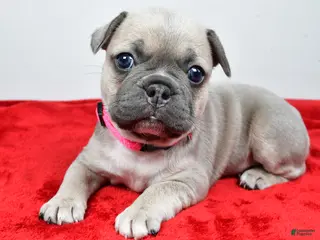 Mixed Breed dogs for sale: Luna - Ad 4