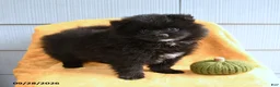 Pomeranian dogs for sale: Buddy - Ad 5