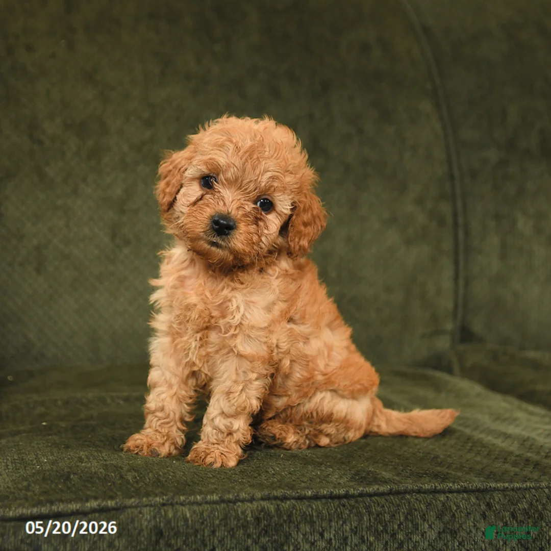 Cockapoo dogs for sale: Happy - Ad 3