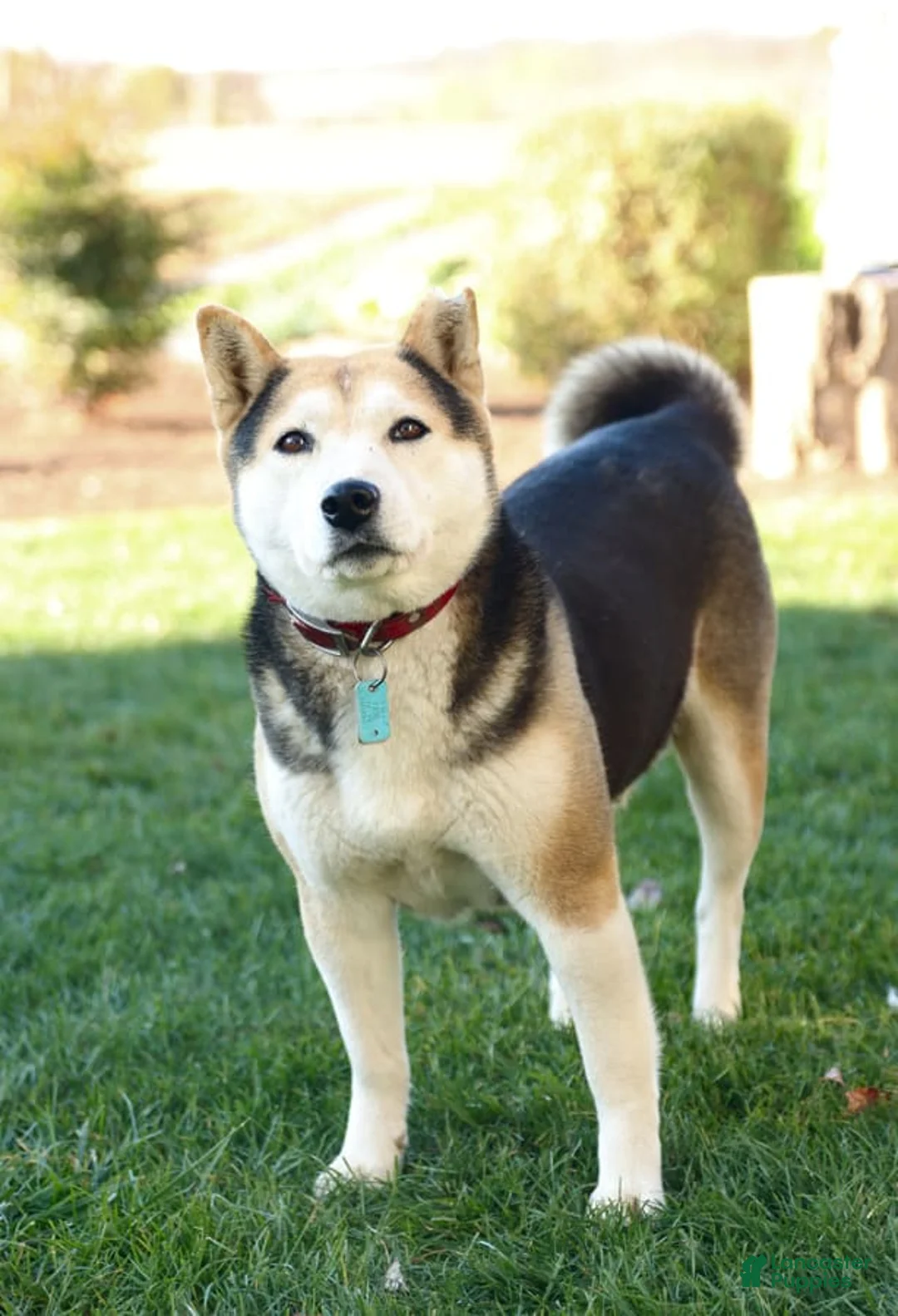 Gallery Image {{count}}