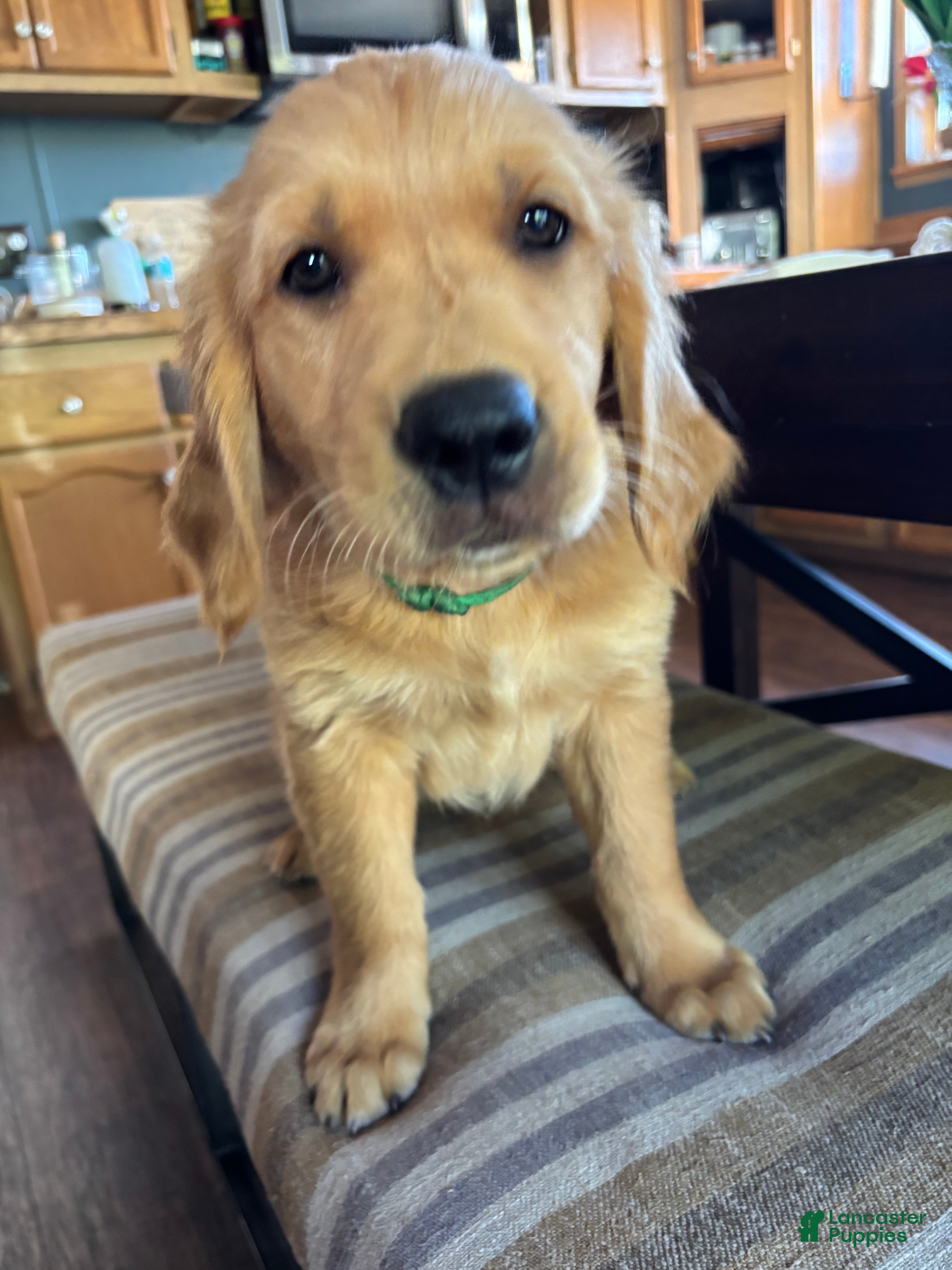 Golden Retriever dogs Golden Retriever Puppy 1 "GREEN" - Ad 20