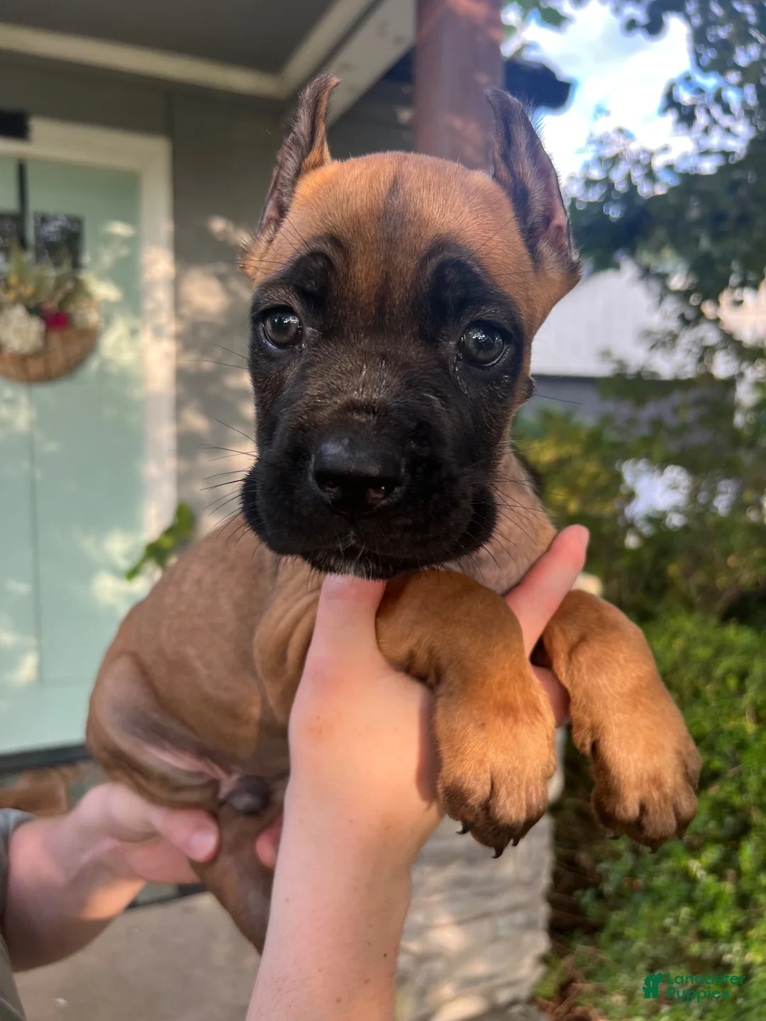 Cane Corso dogs for sale: Yellow Collar Male - Ad 1