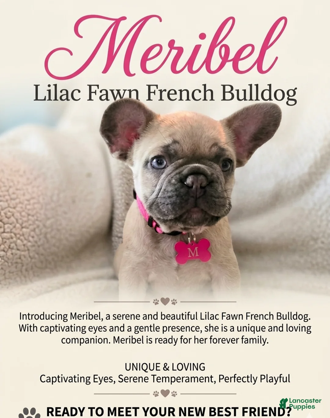 French Bulldog dogs for sale: French Bulldog Puppy 2 - Ad 1