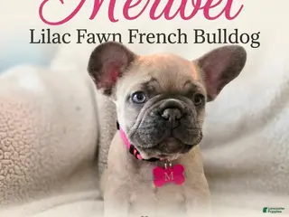 French Bulldog dogs French Bulldog Puppy 2 - Ad 14