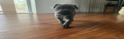 Cane Corso dogs for sale: Cane Corso Puppy 1 - Ad 3