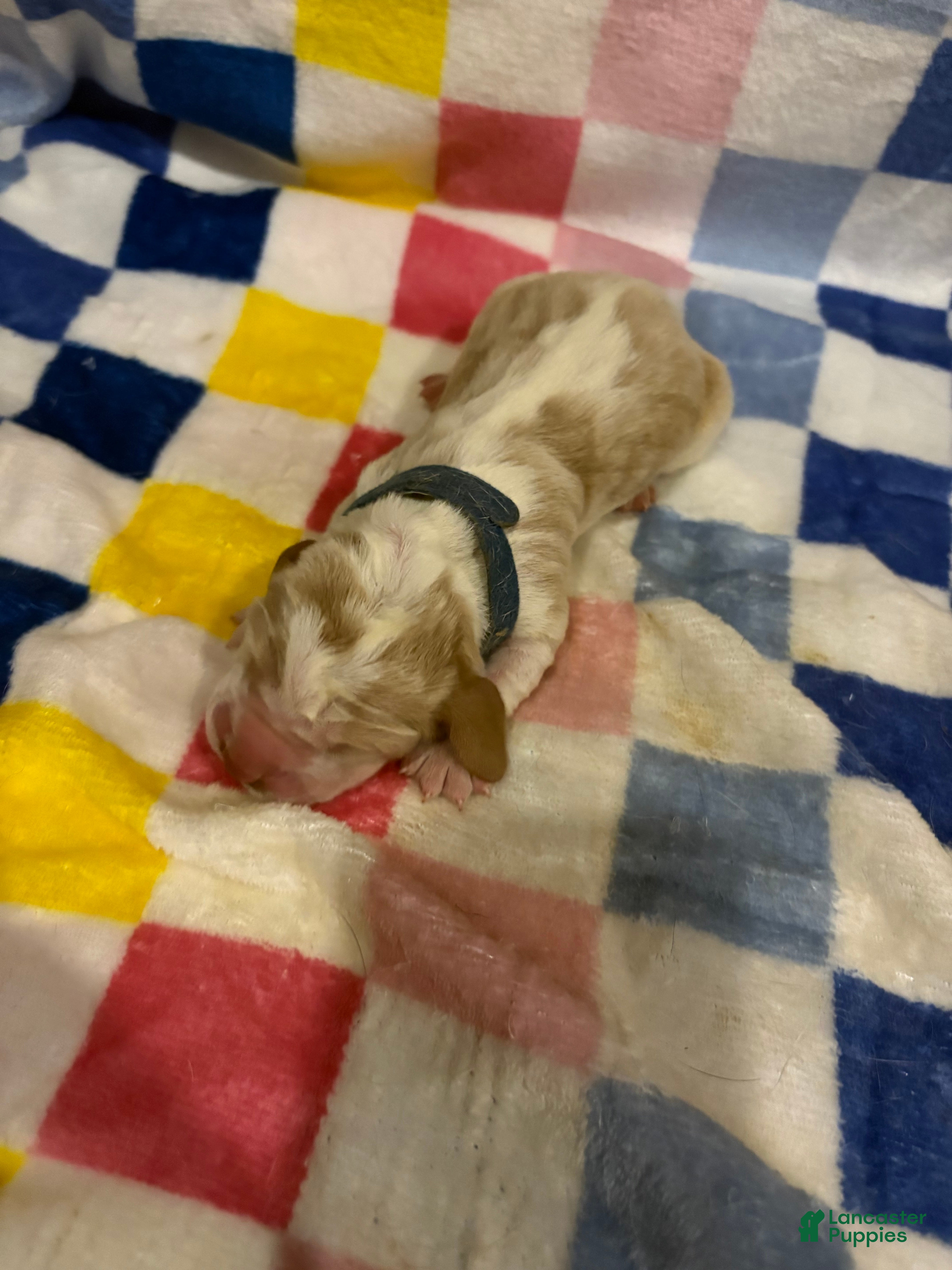 Basset Hound dogs Boy 1-Baxter - Ad 7