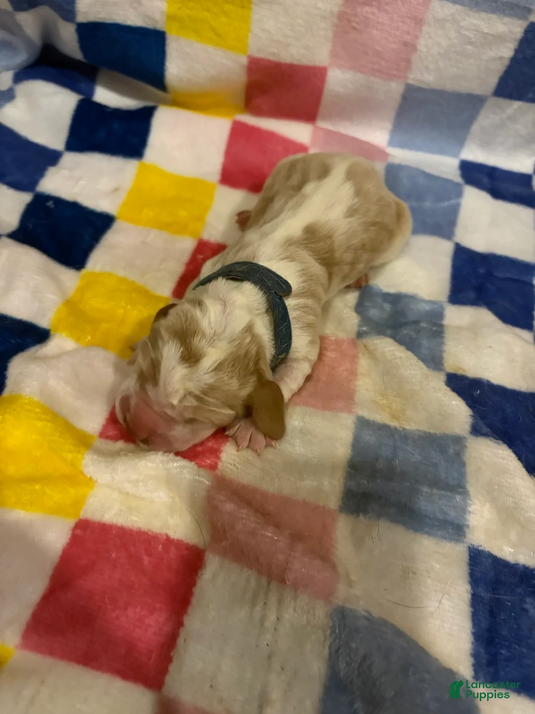 Basset Hound dogs for sale: Boy 1-Baxter - Ad 1