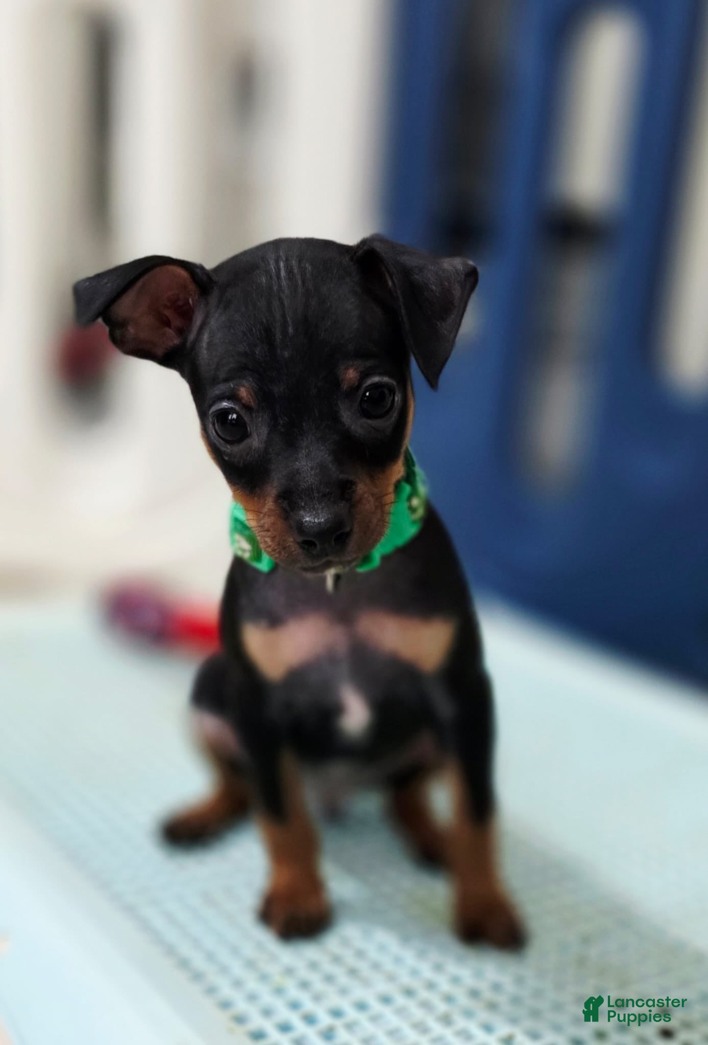 Miniature Pinscher dogs Green - Ad 4