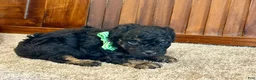 Toy Poodle dogs for sale: Furby - Ad 1