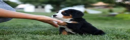 Bernese Mountain Dog dogs for sale: Denali - Ad 2