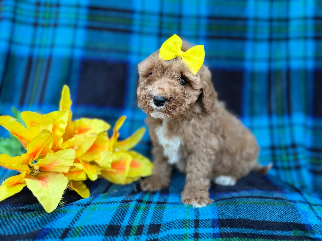 Cavapoo dogs for sale: Millie - Ad 4