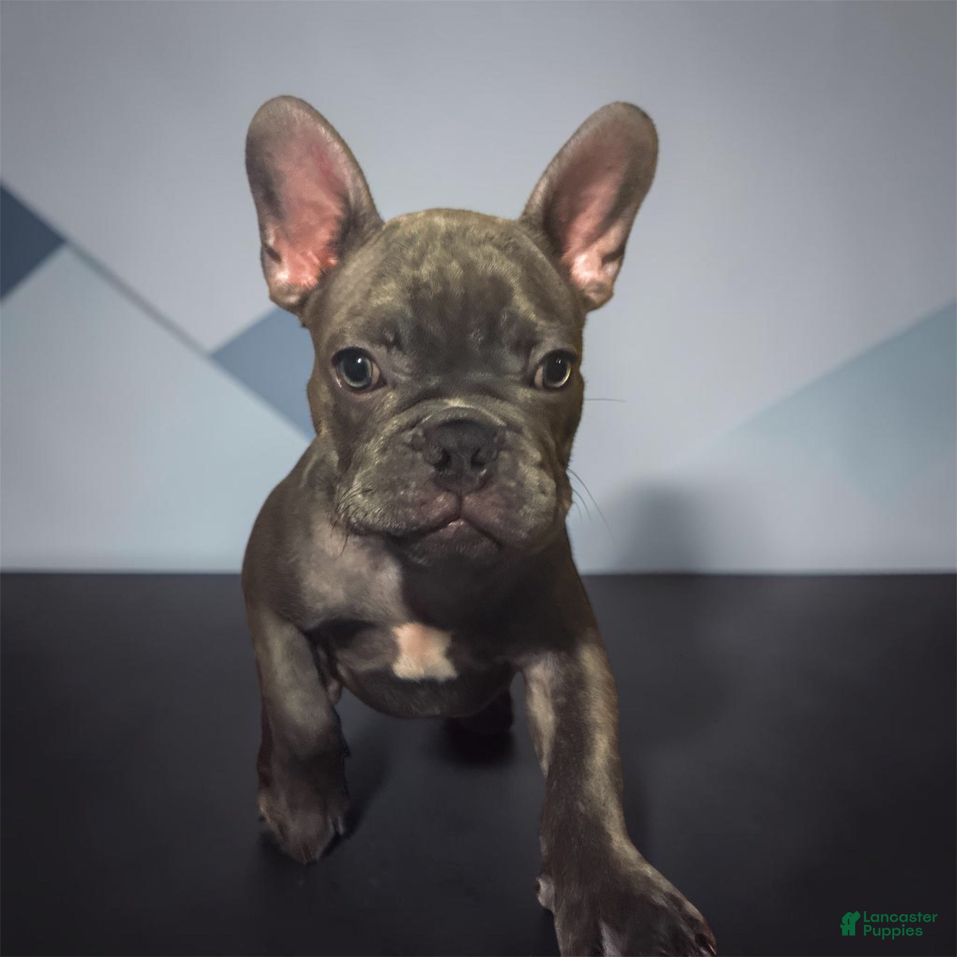 French Bulldog dogs for sale: Pequín  - Ad 2