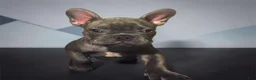 French Bulldog dogs for sale: Pequín  - Ad 1