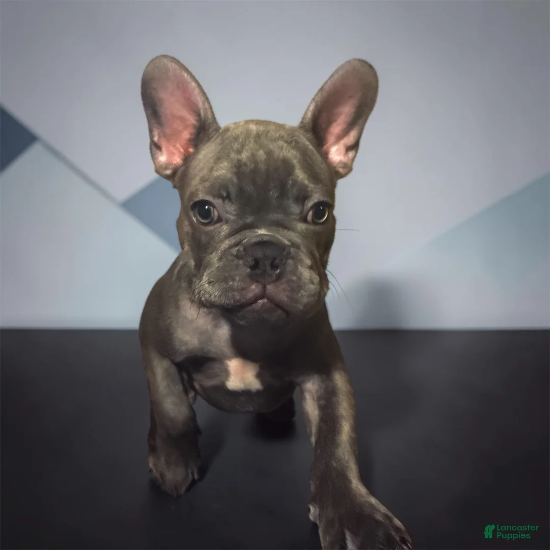 French Bulldog dogs for sale: Pequín  - Ad 1