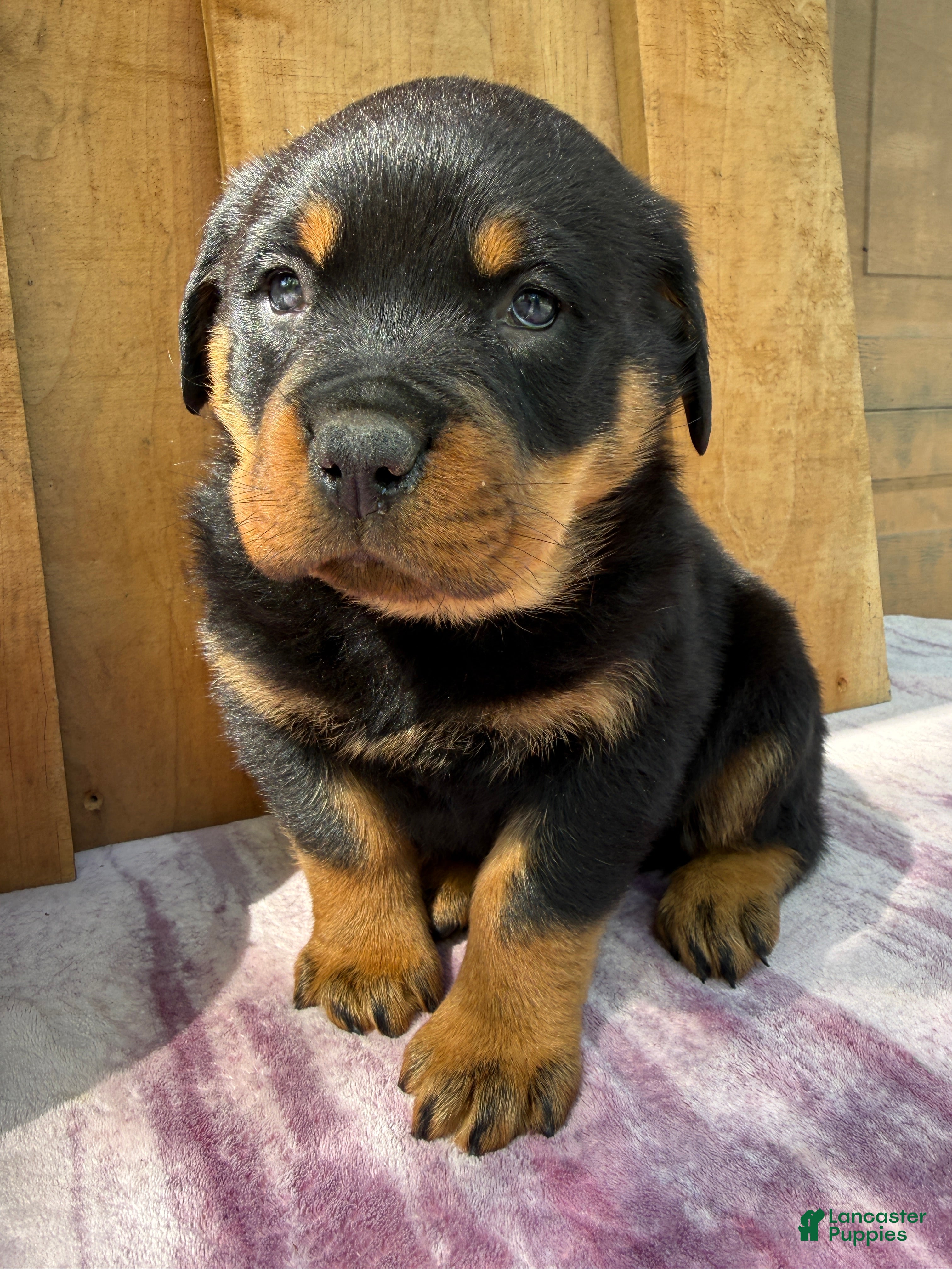 Rottweiler dogs Titan - Ad 1