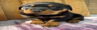 Titan