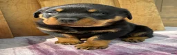 Rottweiler dogs for sale: Titan - Ad 1