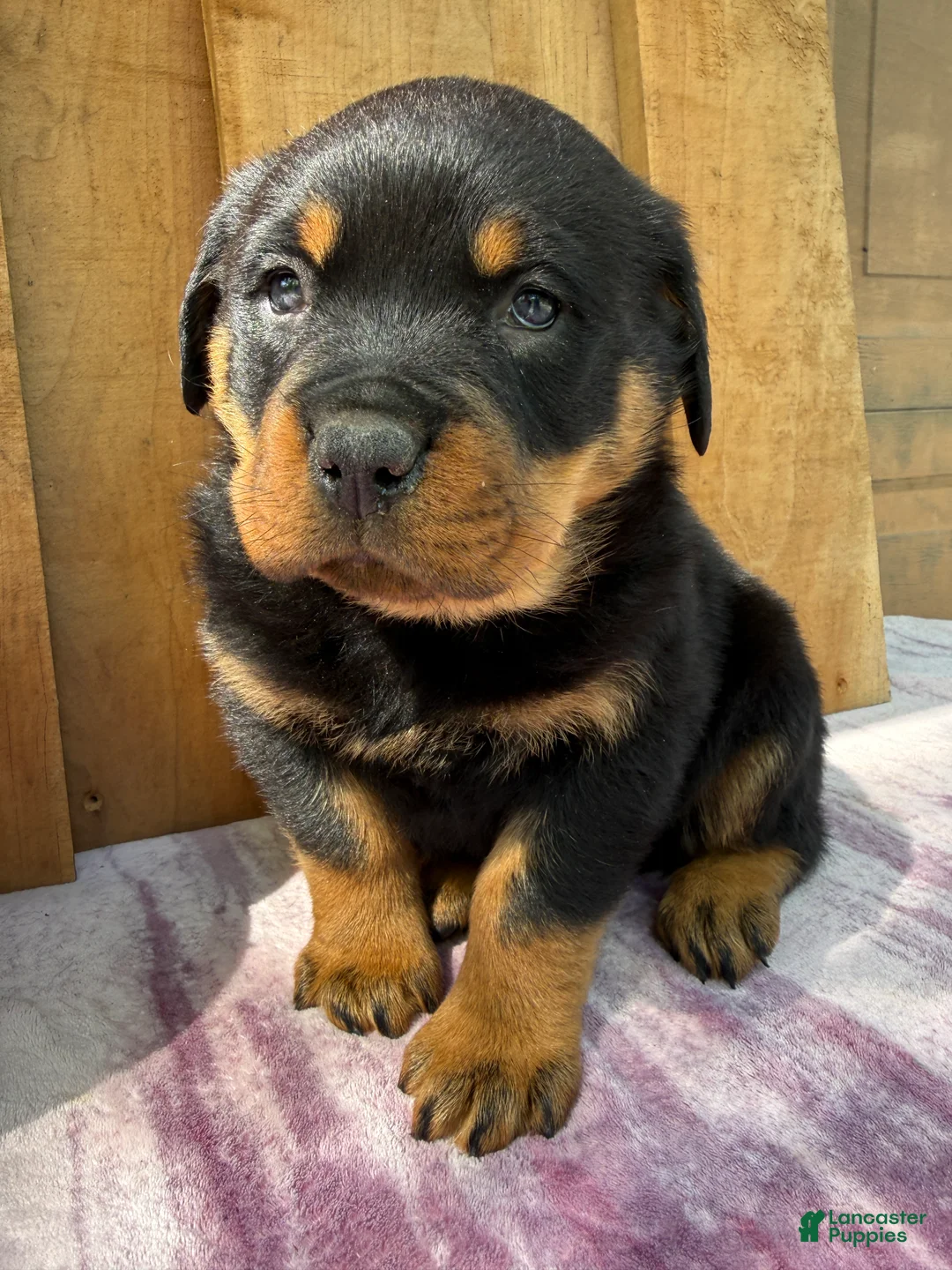 Rottweiler dogs for sale: Titan - Ad 1