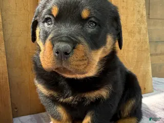 Rottweiler dogs for sale: Titan - Ad 1