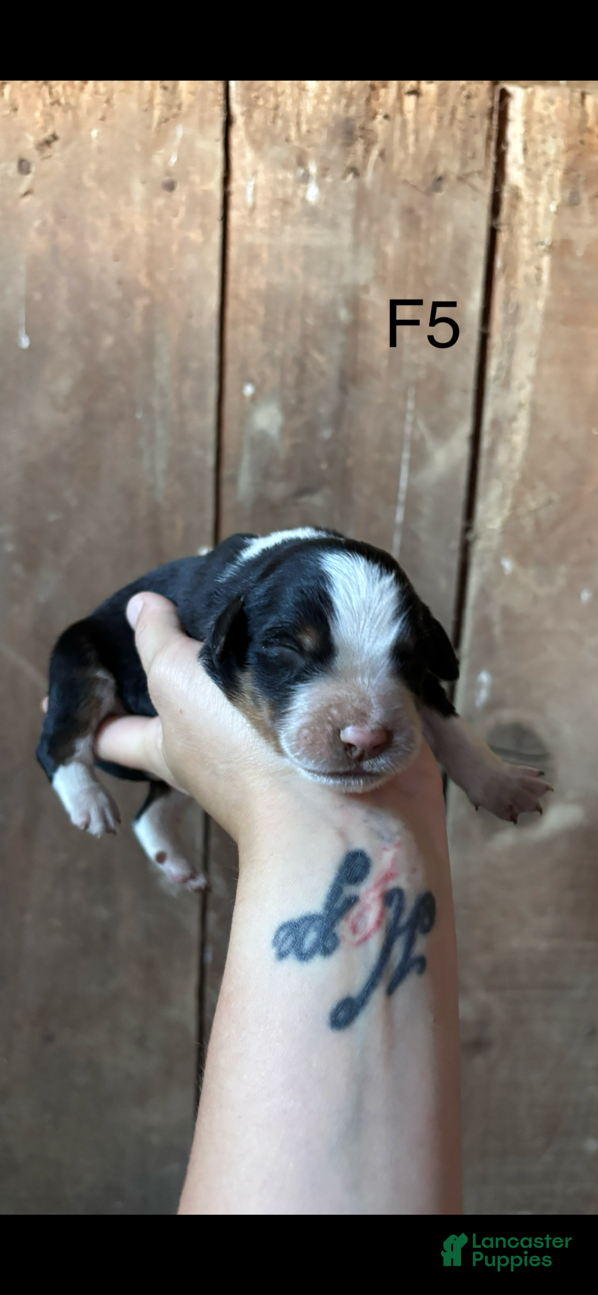 Bernese Mountain Dog dogs Bernese Mountain Dog f5 - Ad 1