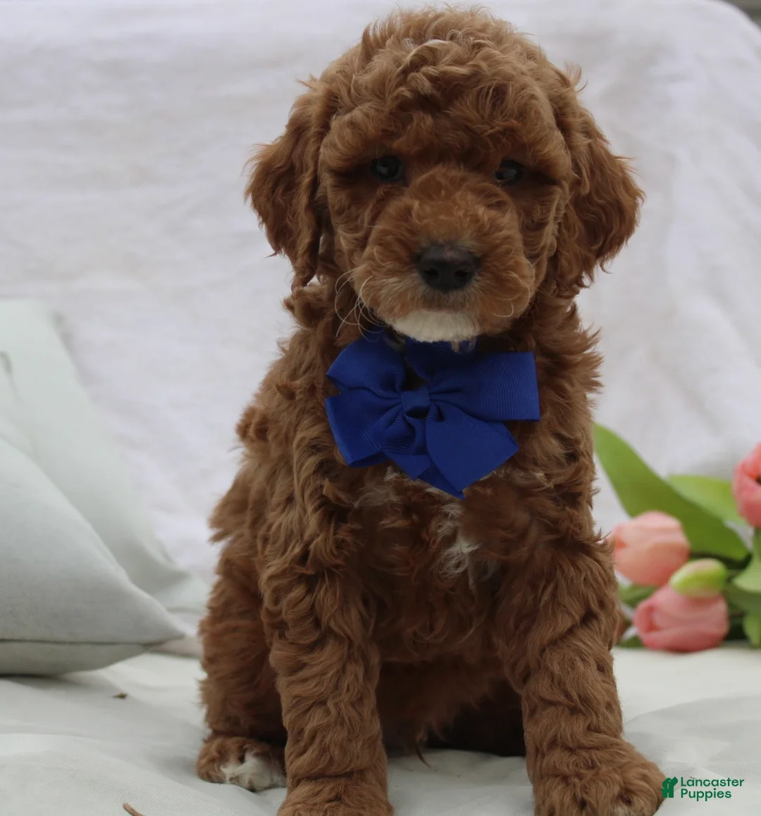 Mini Goldendoodle dogs for sale: Rex - Ad 2