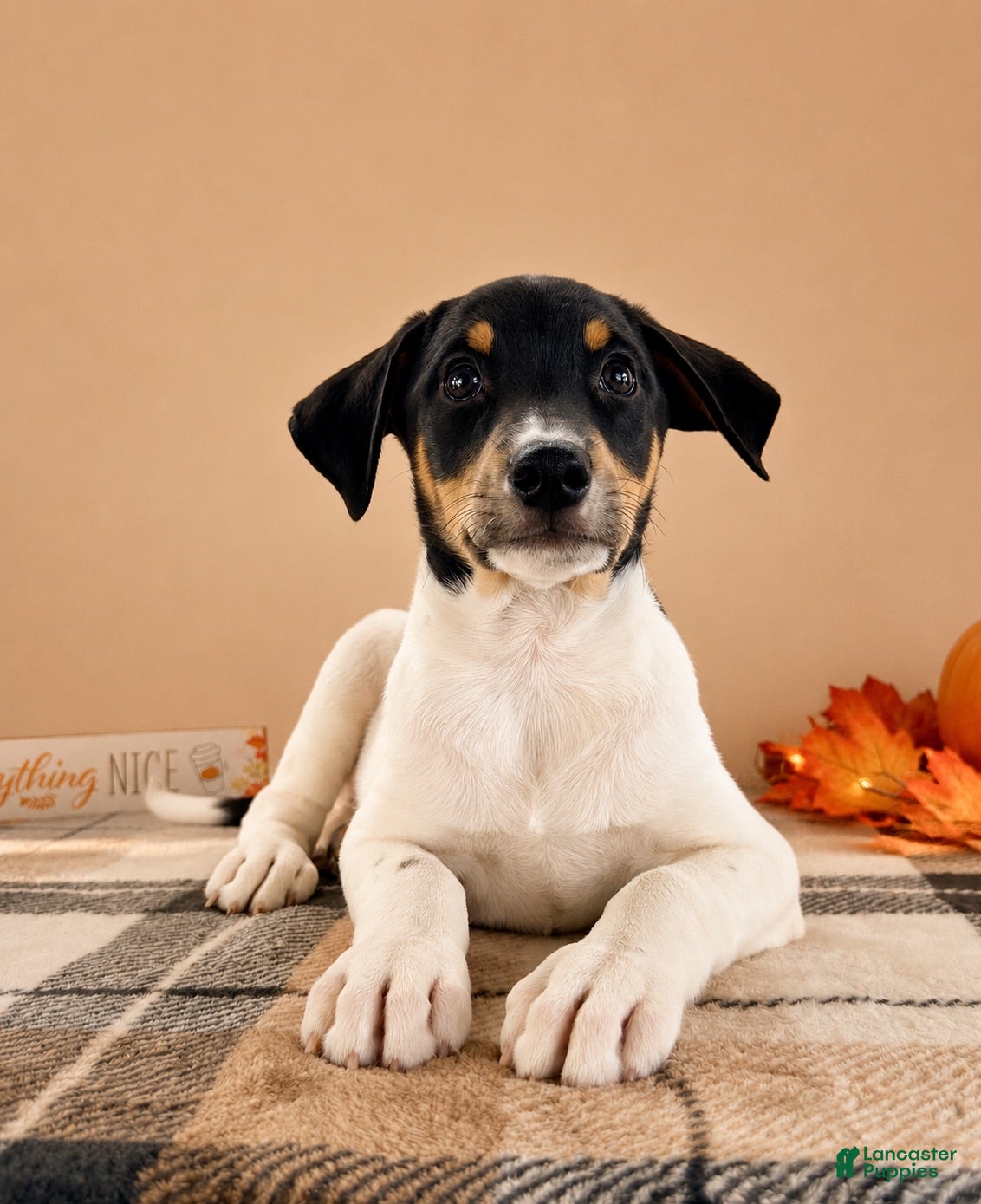 Mixed Breed dogs Copper - Ad 13
