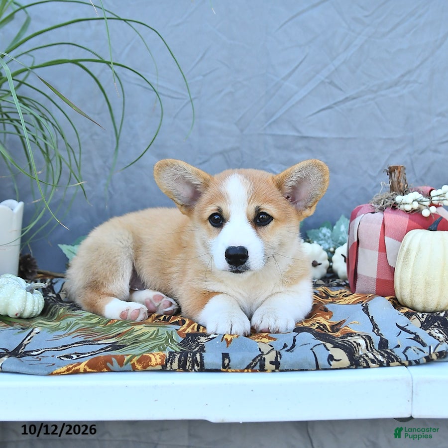 Welsh Corgi Pembroke dogs Asher - Ad 1