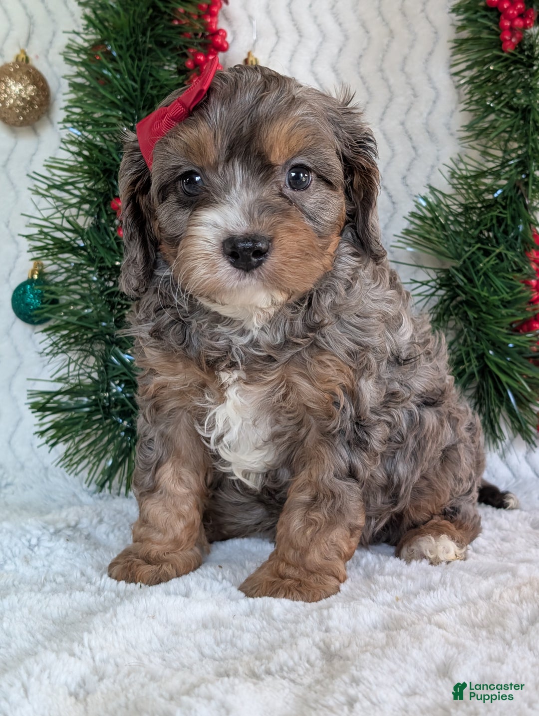 Cavapoo dogs for sale: Asher - Ad 13