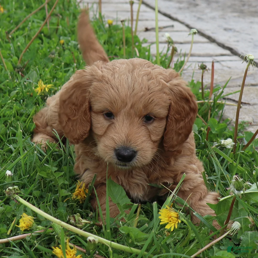 Mini Goldendoodle dogs for sale: Tyson - Ad 1