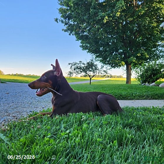 Doberman Pinscher dogs Gus - Ad 2