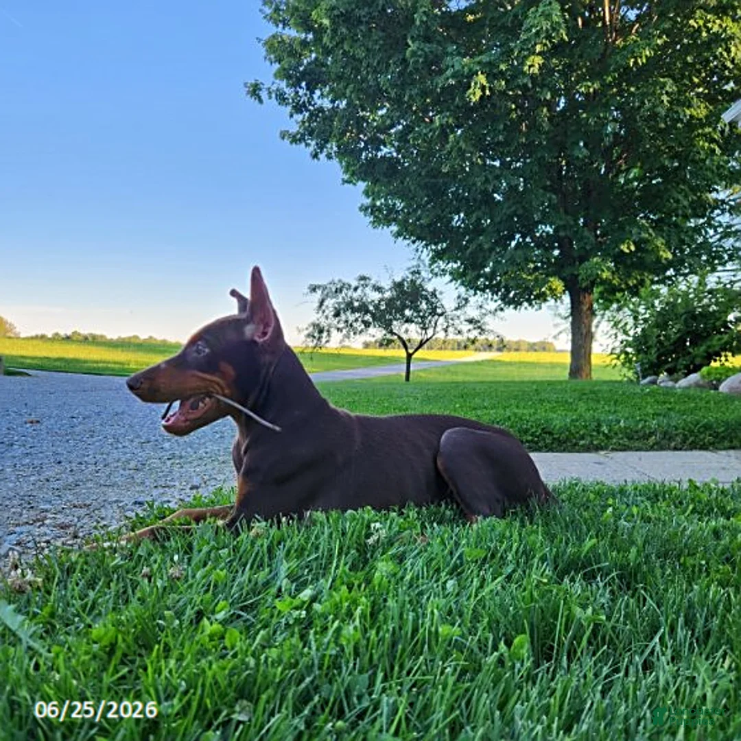 Doberman Pinscher dogs for sale: Gus - Ad 2