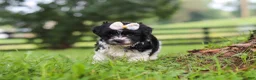 Havanese dogs for sale: Fiona - Ad 4