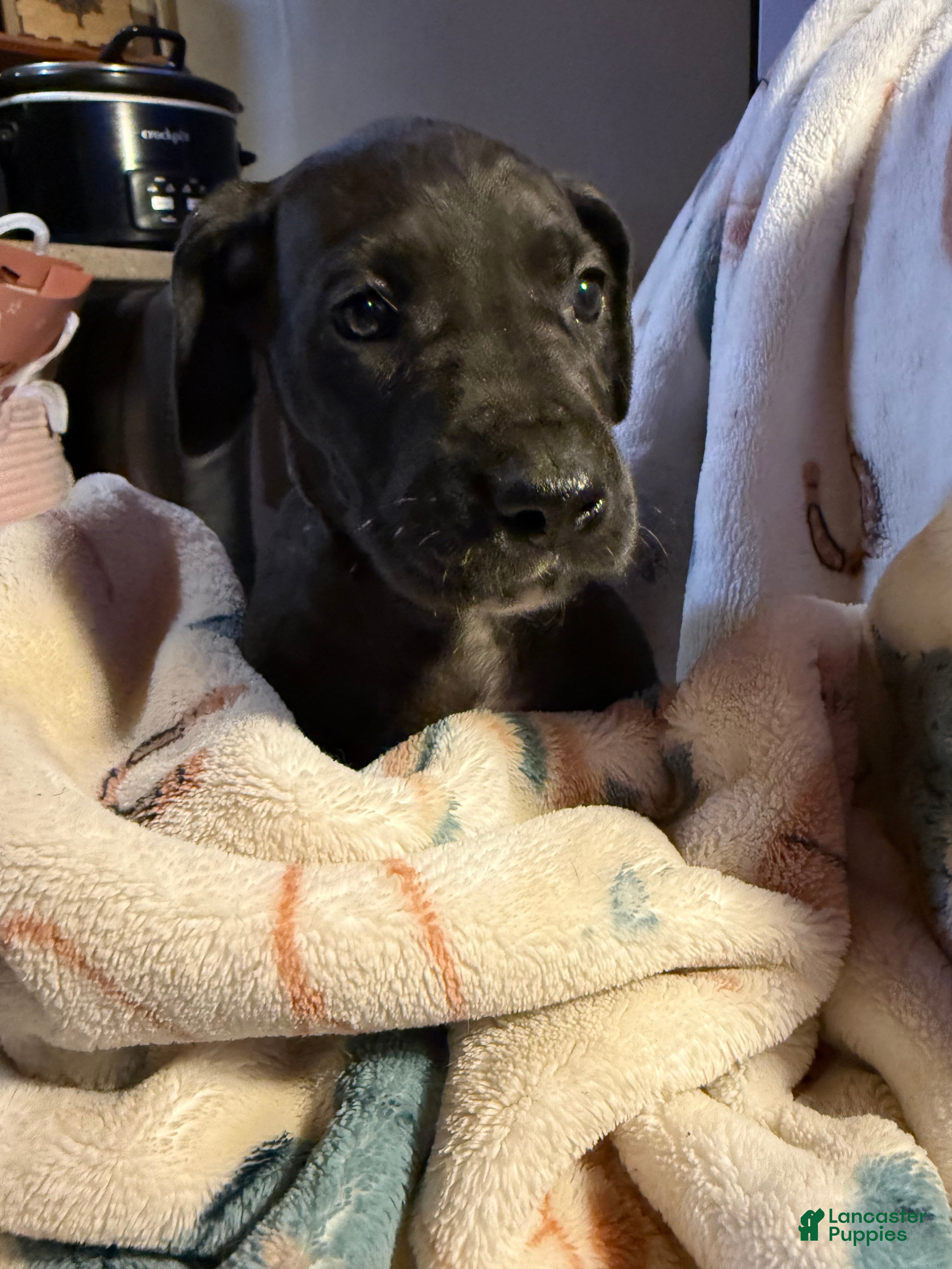 Great Dane dogs Great Dane Puppy 11 - Ad 37