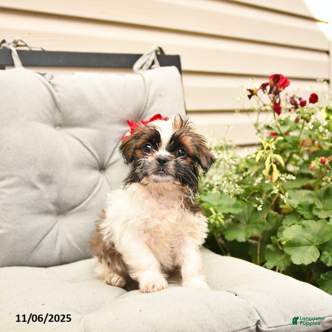 Shih Tzu dogs for sale: Rusty - Ad 9