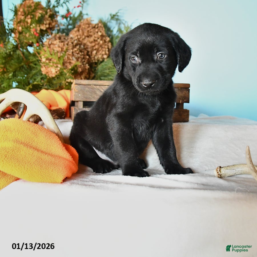 Labrador Retriever dogs Ezekiel - Ad 28
