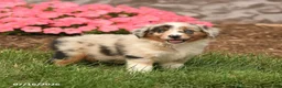 Miniature Australian Shepherd dogs for sale: Venus - Ad 3