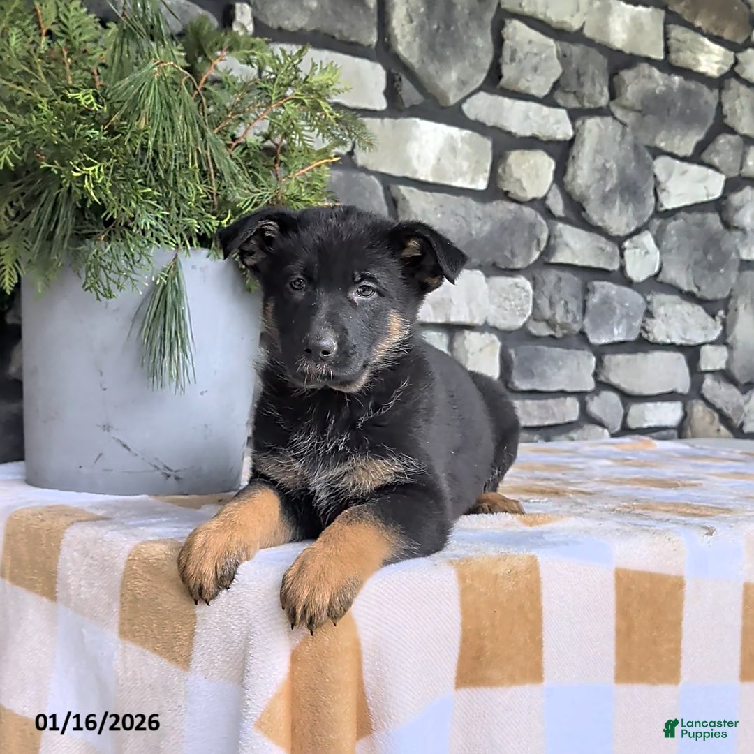 German Shepherd dogs Becca - Ad 9