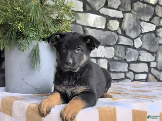 German Shepherd dogs Becca - Ad 31