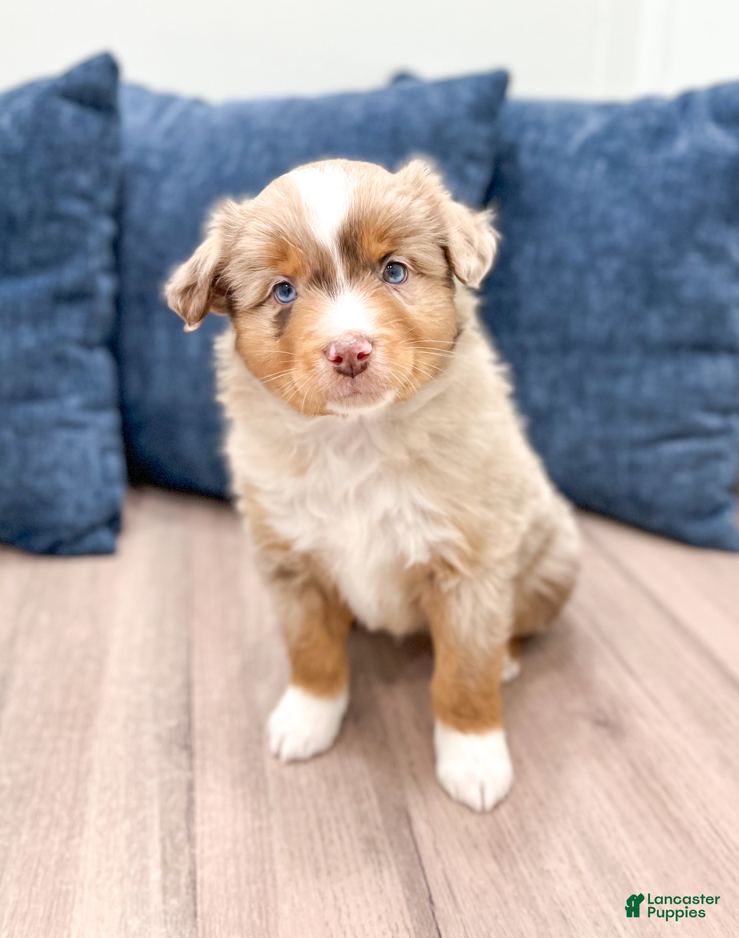 Miniature Australian Shepherd dogs Apple - Ad 41