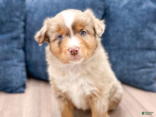 Miniature Australian Shepherd dogs Apple - Ad 41