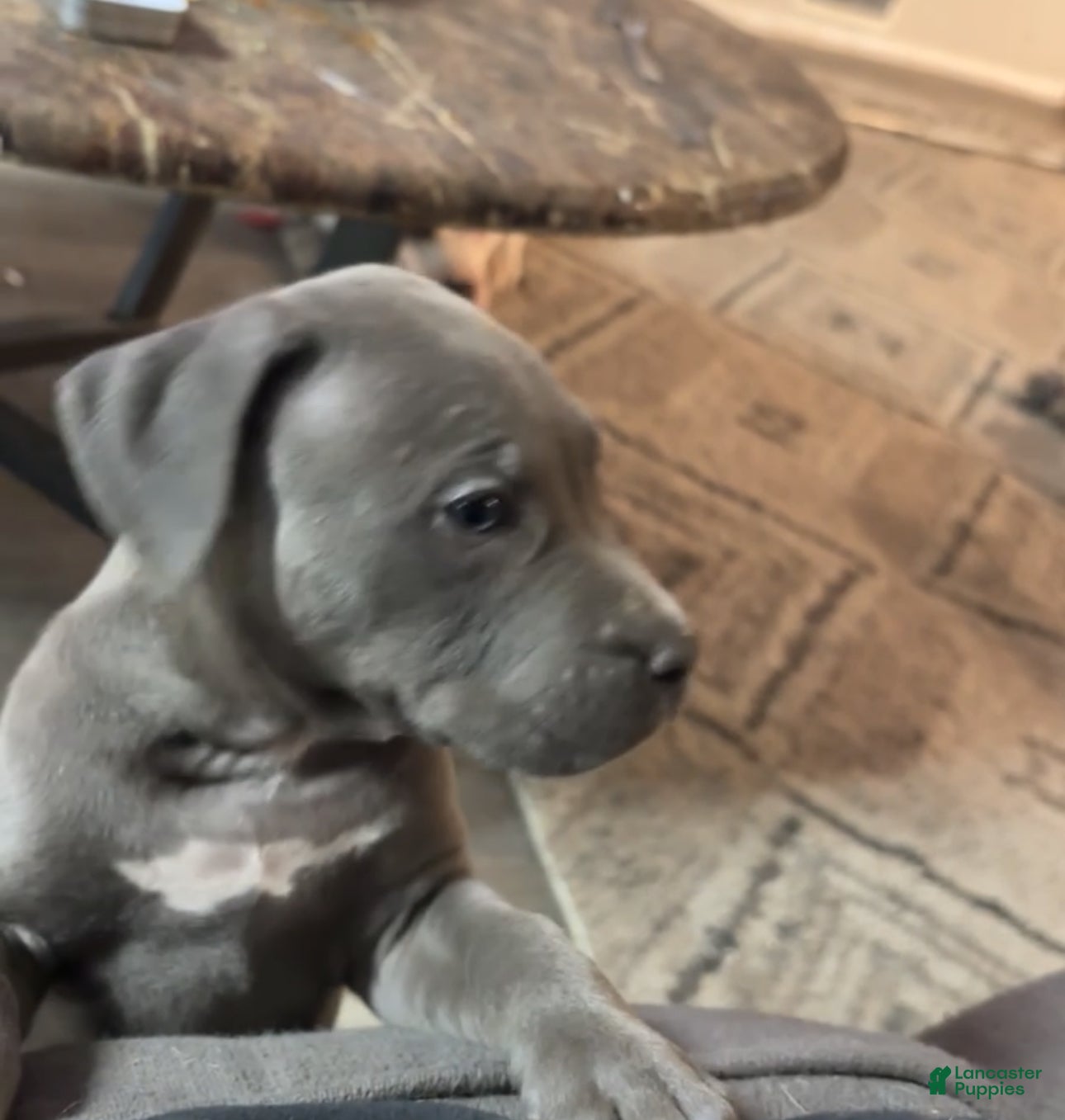 American Bully dogs Midnight - Ad 2
