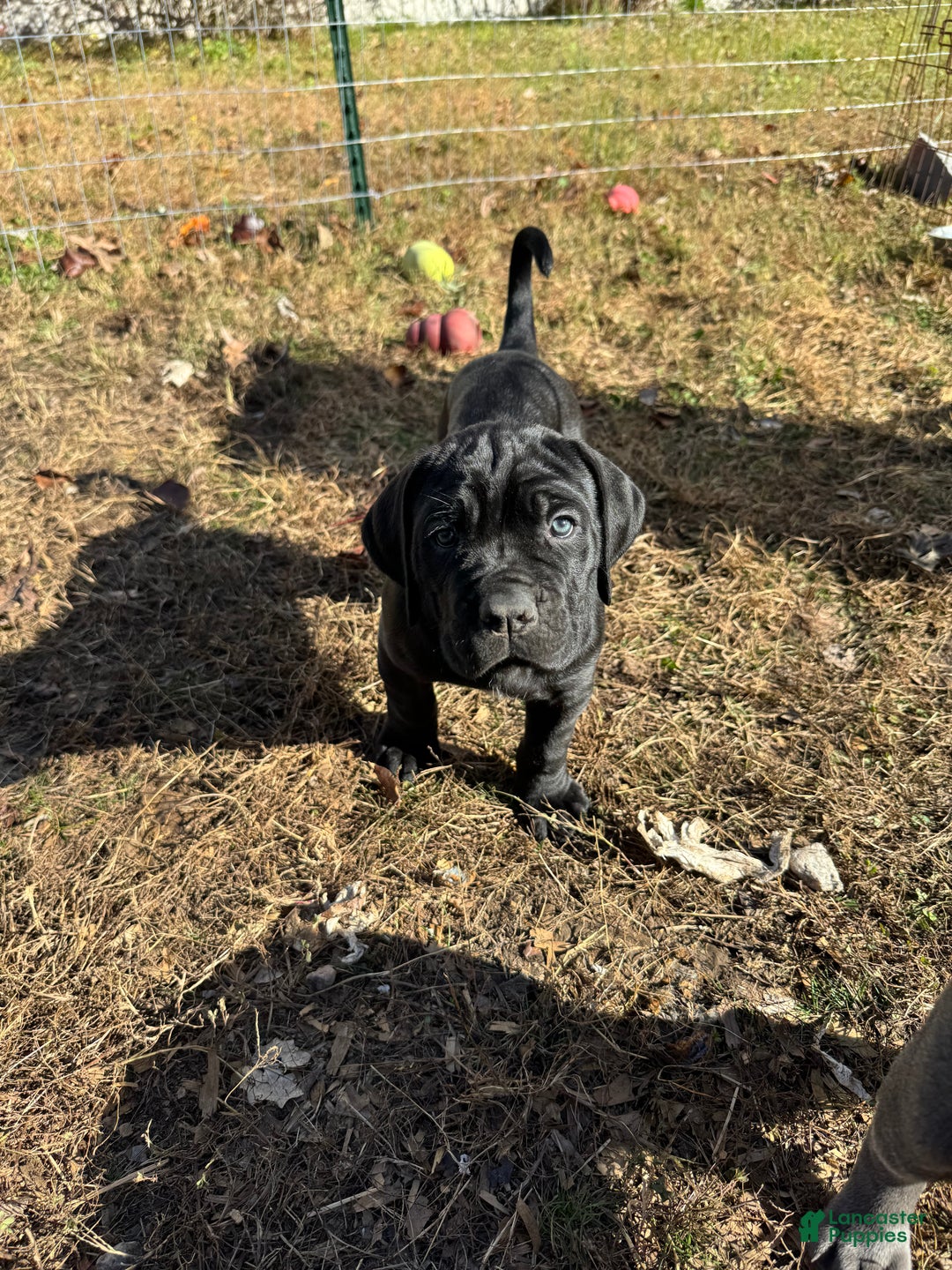 Cane Corso dogs for sale: Siren - Ad 3