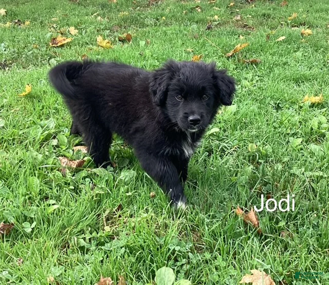 Mixed Breed dogs for sale: Jodi - Ad 1