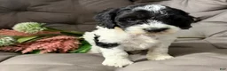 Cockapoo dogs for sale: Bill - Ad 4