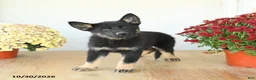 Mixed Breed dogs for sale: Granger - Ad 2