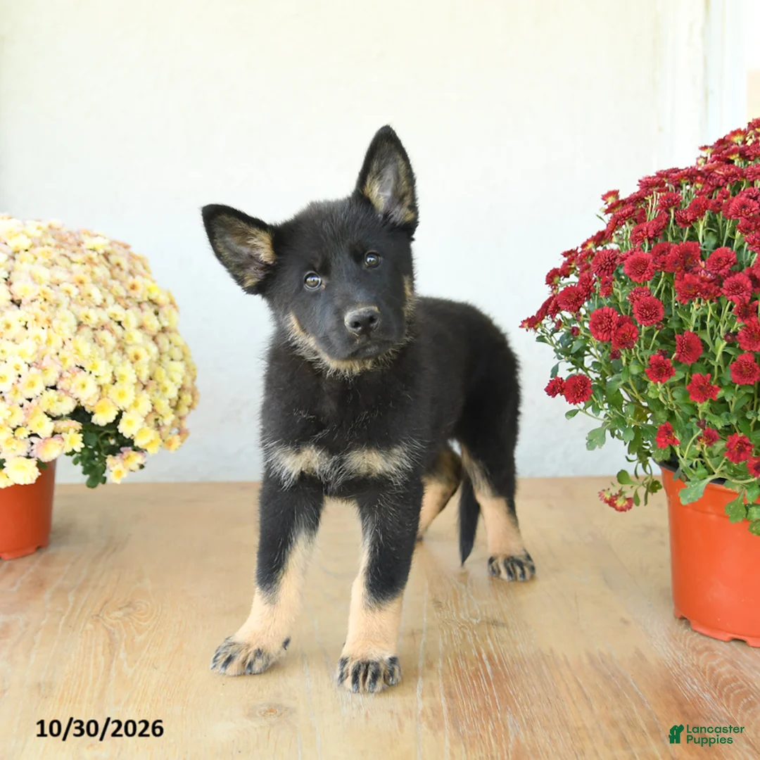 Mixed Breed dogs for sale: Granger - Ad 2