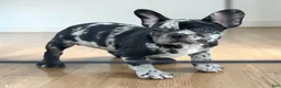 French Bulldog dogs for sale: Oreo - Ad 2