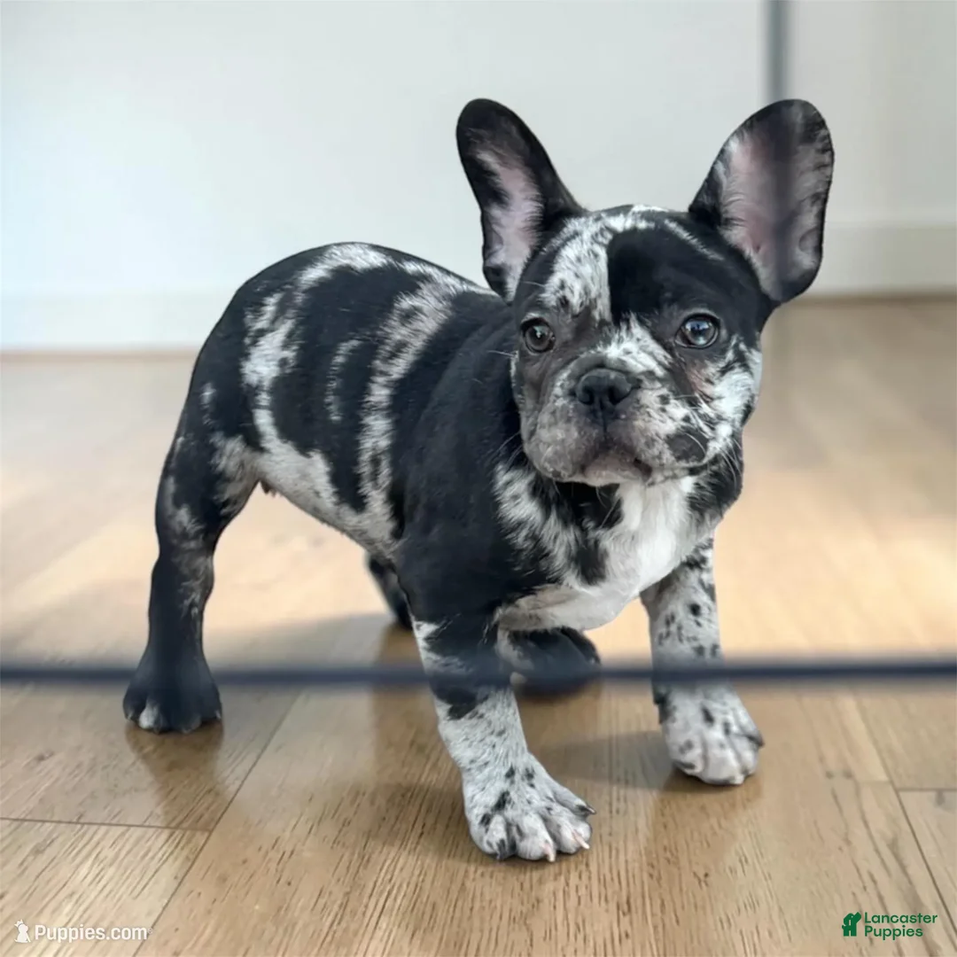 French Bulldog dogs for sale: Oreo - Ad 2