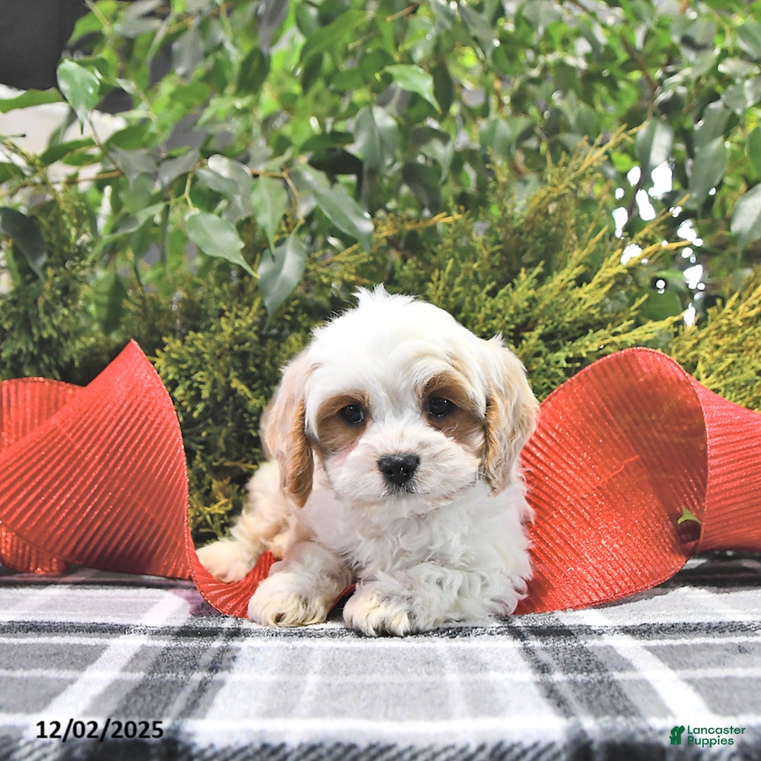Cavapoo dogs for sale: Gracie - Ad 3